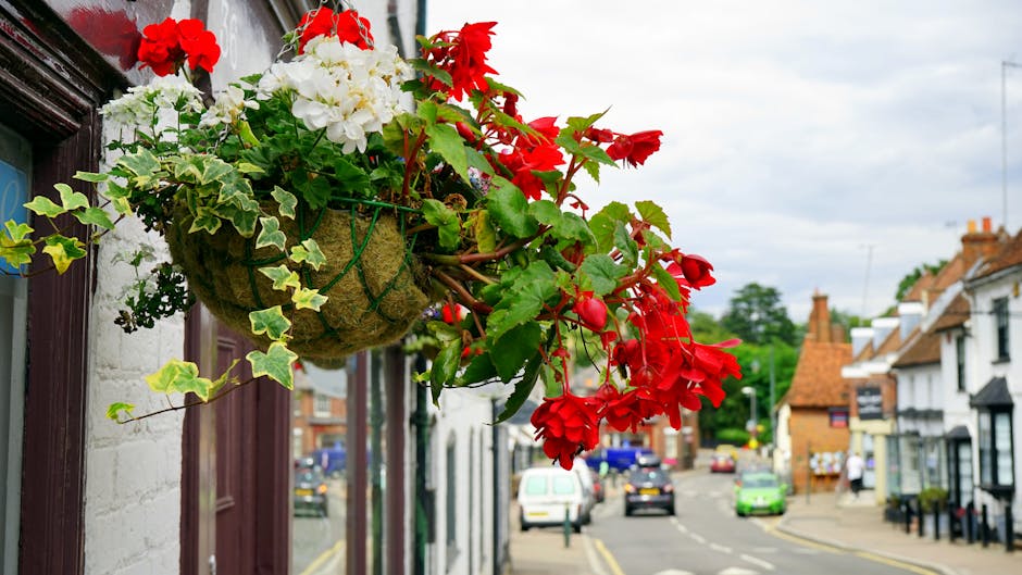A hanging flower basket attached to a building in Ickenham, containing vibrant red geraniums, white flowering plants, and green ivy leaves, with a backdrop of a small street lined with white and brick