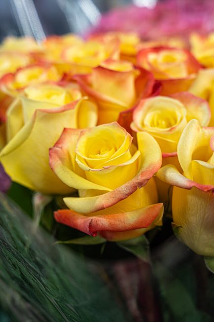 A close-up view of a bouquet of fresh yellow roses with pink-tinged edges, arranged in a dense cluster. The petals are velvety and vibrant, showcasing a delicate spiral pattern at the center. The bouq
